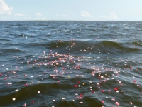 海洋散骨のブルーオーシャンセレモニーの施行例