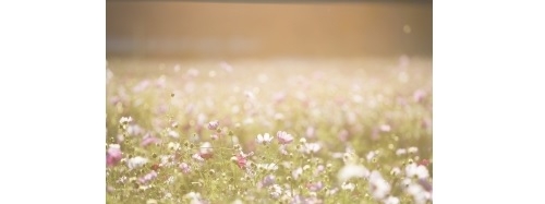 ご家族様のご要望に合ったプランを作成しご案内しております。